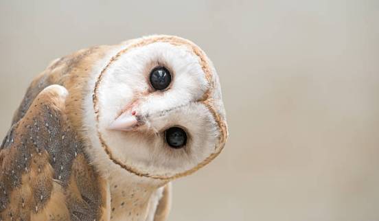 owl head tilt full size stock photo